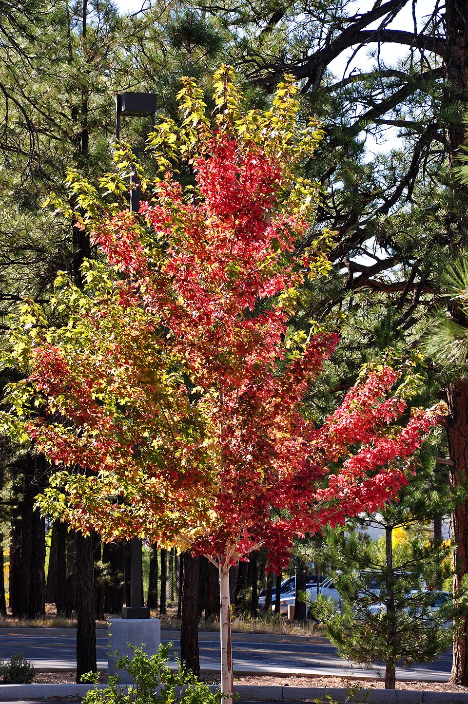 Autumn Blaze Maple (Acer x freemanii 'Jeffersred') — Shade Tree for Upstate SC