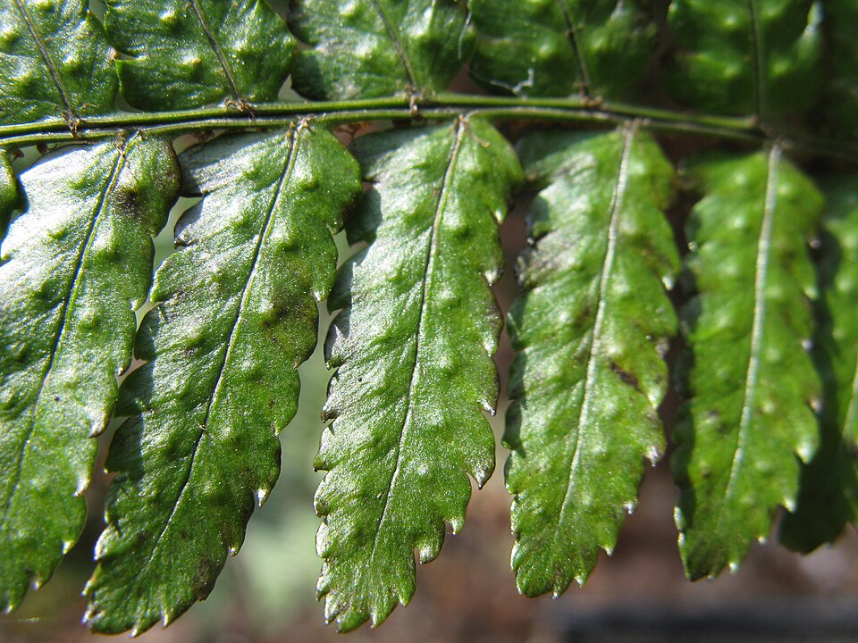 Autumn Fern (Dryopteris erythrosora) — Perennial for Upstate SC