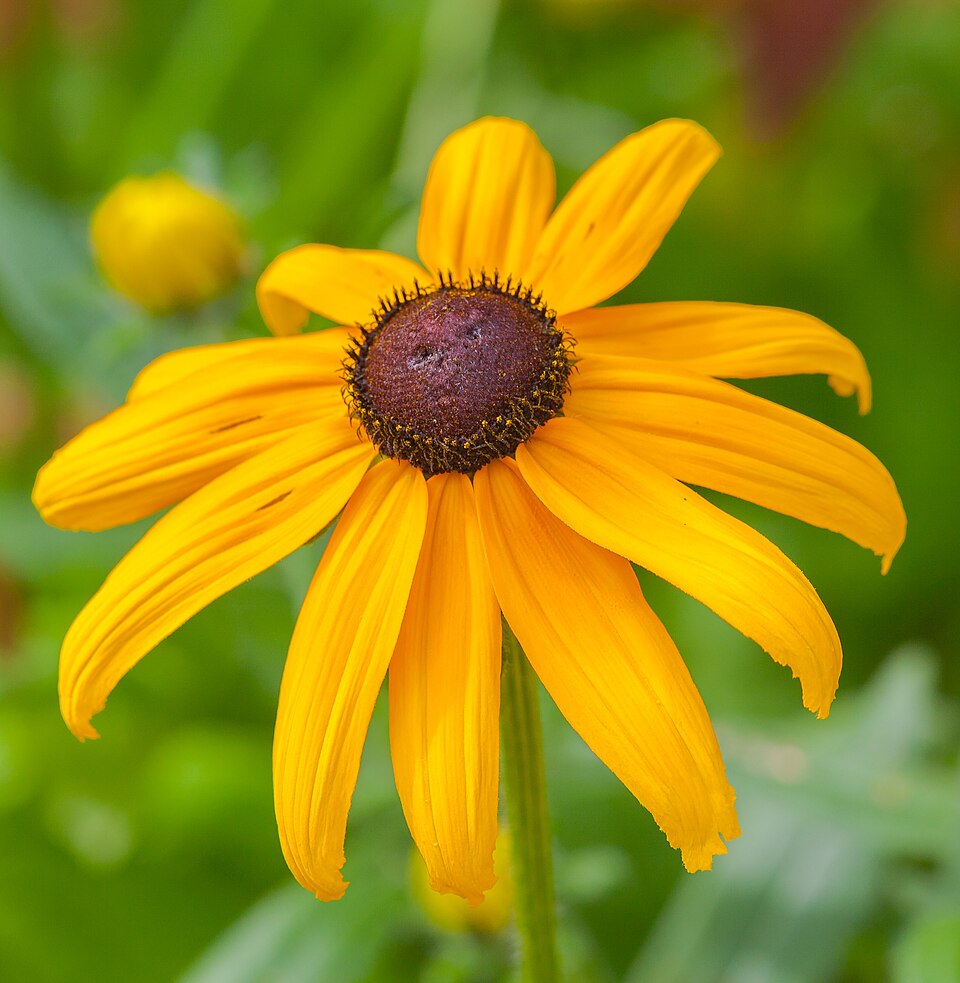 Black-Eyed Susan (Rudbeckia fulgida) — Perennial for Upstate SC