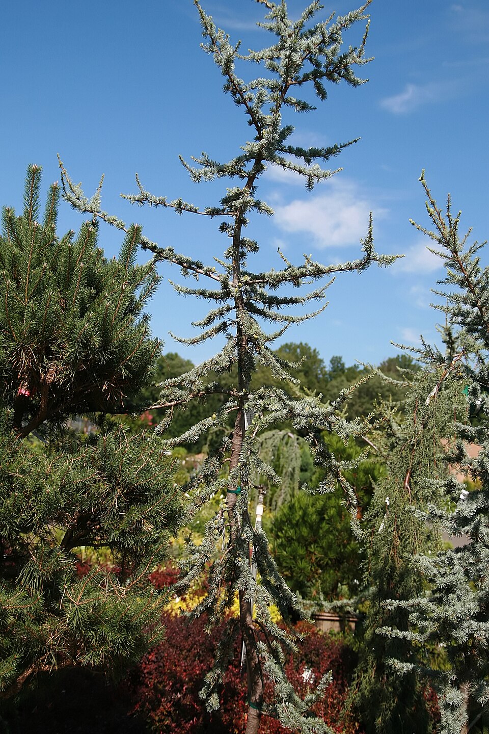 Blue Atlas Cedar (Cedrus atlantica 'Glauca') — Evergreen Tree for Upstate SC