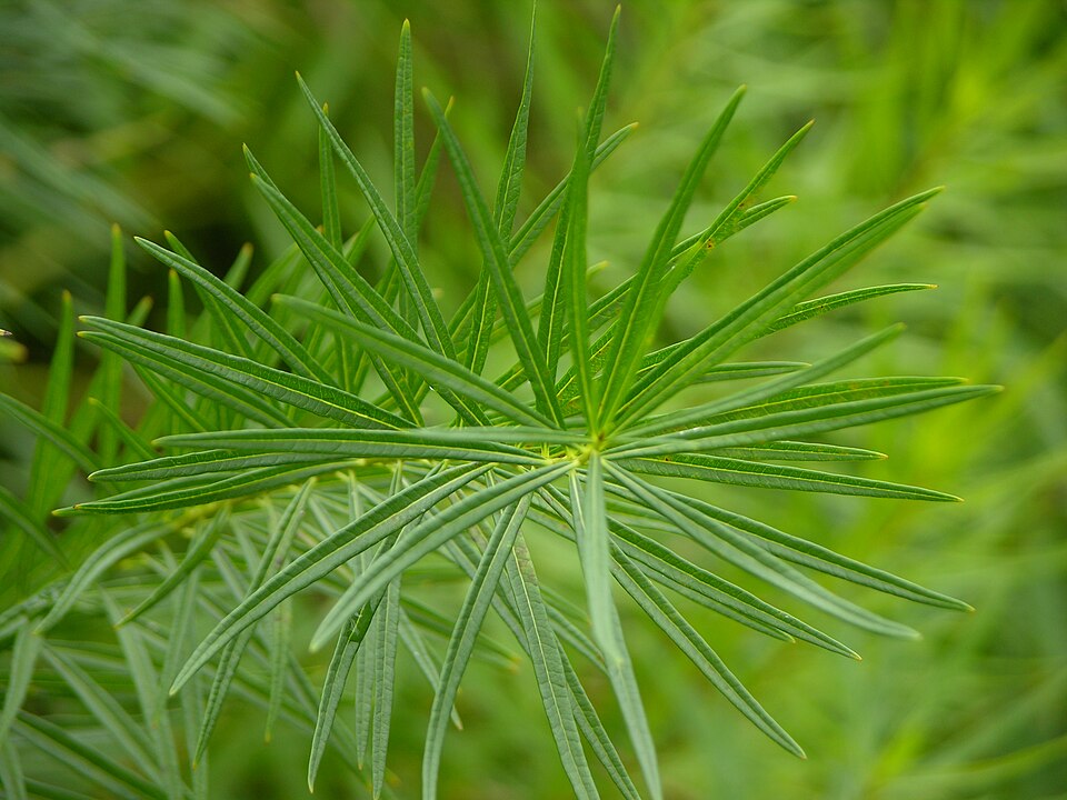 Blue Star (Amsonia hubrichtii) — Perennial for Upstate SC