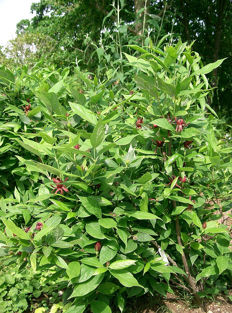 Carolina Allspice (Calycanthus floridus) — Flowering Shrub for Upstate SC