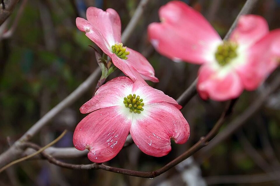 Cherokee Pink Dogwood (Cornus florida 'Cherokee Chief') — Ornamental/Flowering Tree for Upstate SC