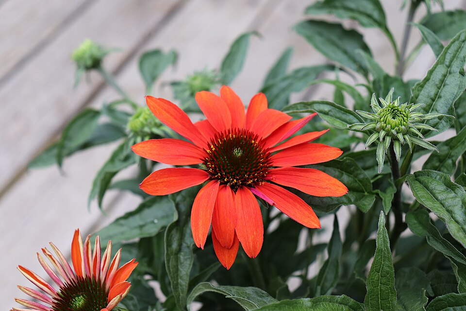 Cheyenne Spirit Coneflower (Echinacea 'Cheyenne Spirit') — Perennial for Upstate SC