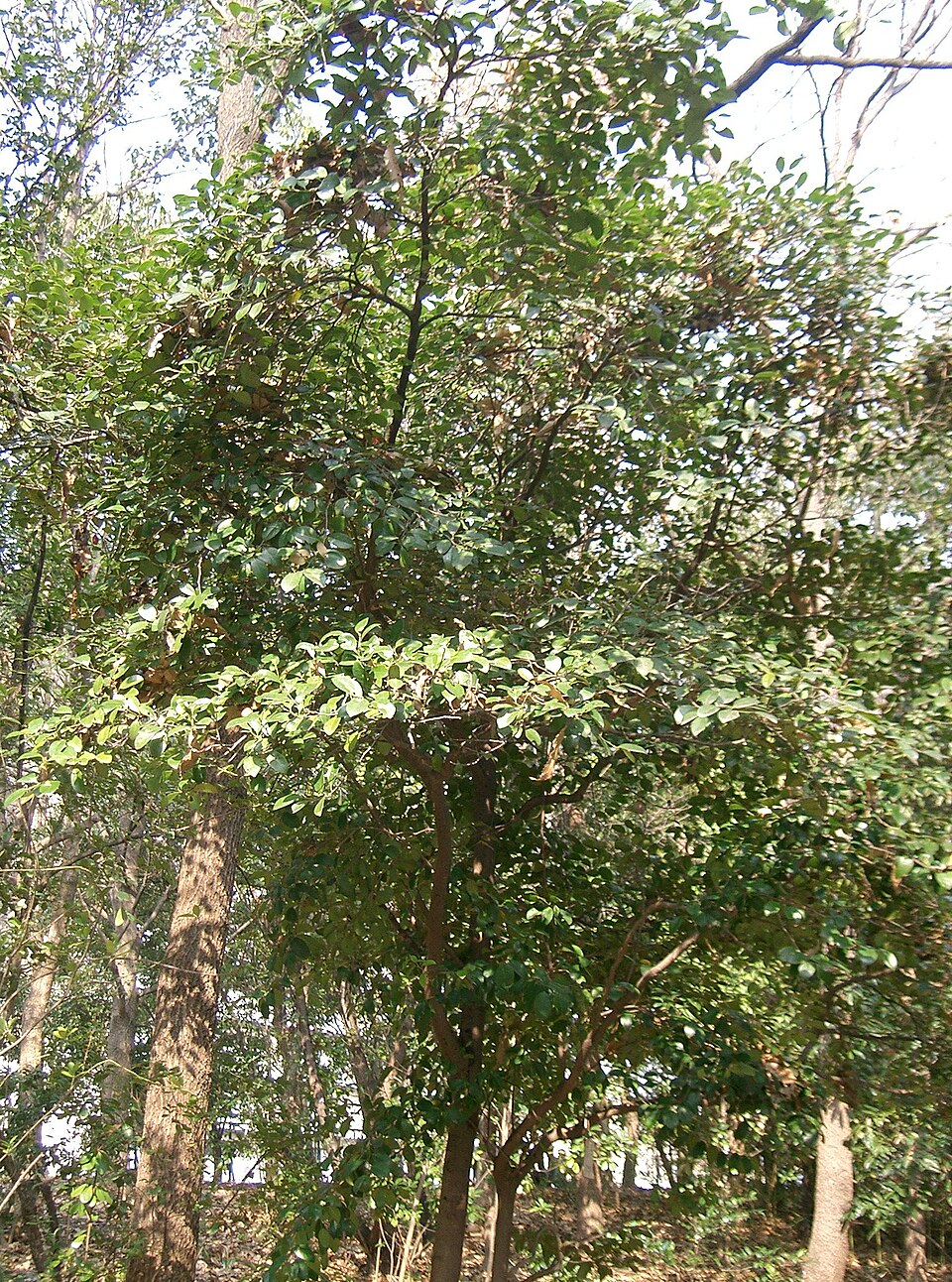 Cinnamon Girl Distylium (Distylium 'PIIDIST-V') — Evergreen Shrub for Upstate SC