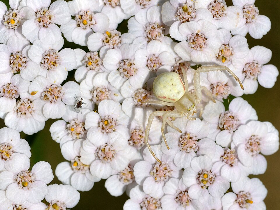 Common Yarrow (Achillea millefolium) — Perennial for Upstate SC