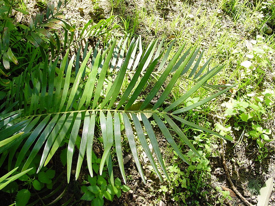 Coontie Palm (Zamia integrifolia) — Ground Cover for Upstate SC