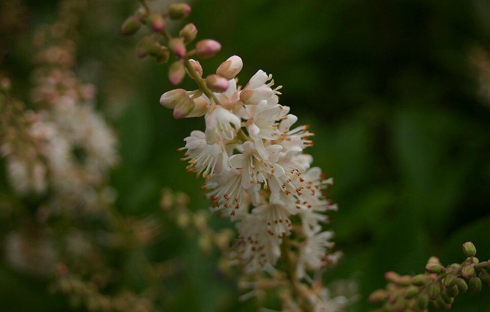 Crystalina Sugartina Summersweet (Clethra alnifolia 'Crystalina') — Native Shrub for Upstate SC