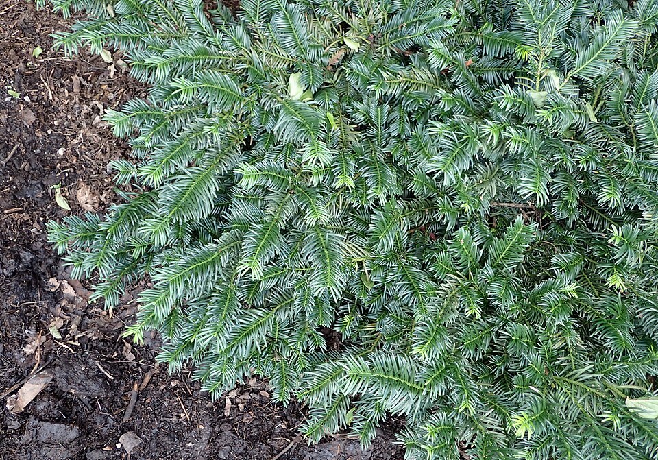 Duke Gardens Japanese Plum Yew (Cephalotaxus harringtonia 'Duke Gardens') — Evergreen Shrub for Upstate SC