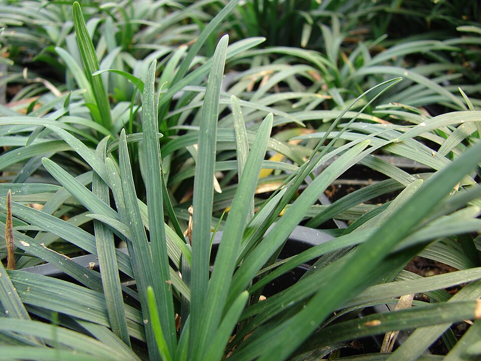 Dwarf Mondo Grass (Ophiopogon japonicus 'Nana') — Ground Cover for Upstate SC