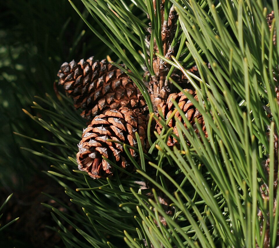 Dwarf Mountain Pine (Pinus mugo var. pumilio) — Evergreen Shrub for Upstate SC