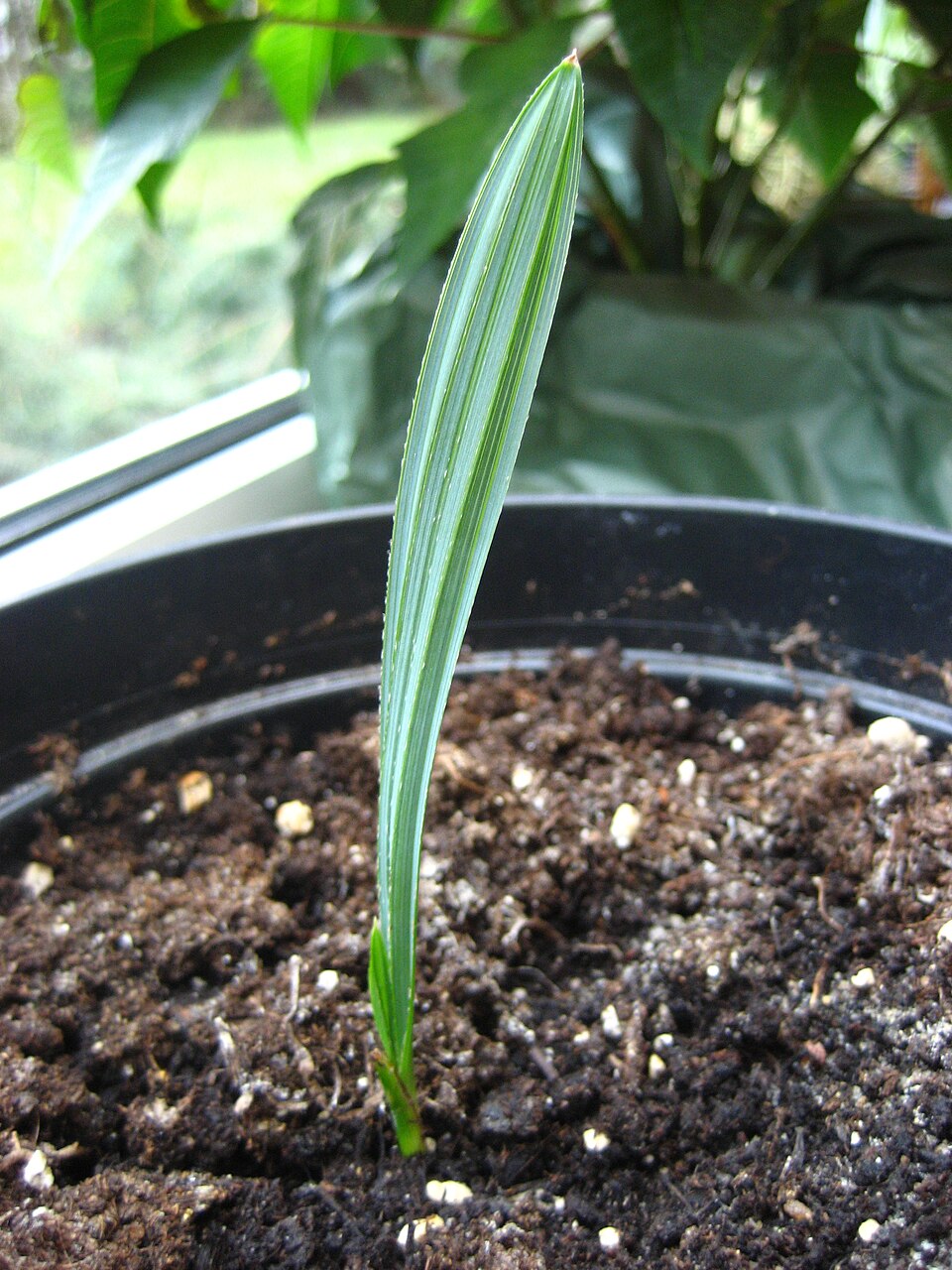 Dwarf Palmetto (Sabal minor) — Evergreen Shrub for Upstate SC