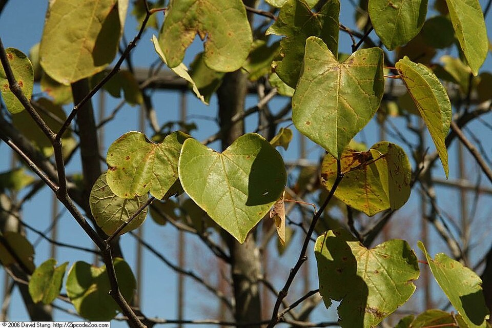 Eastern Redbud (Forest Pansy) (Cercis canadensis 'Forest Pansy') — Ornamental/Flowering Tree for Upstate SC