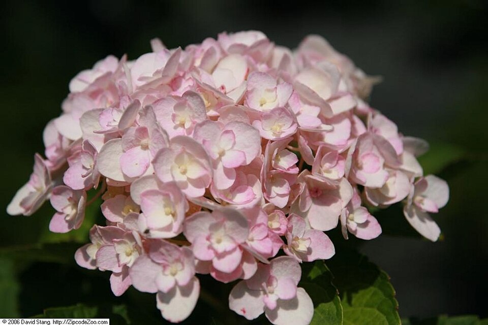 Endless Summer Hydrangea (Hydrangea macrophylla 'Bailmer') — Flowering Shrub for Upstate SC