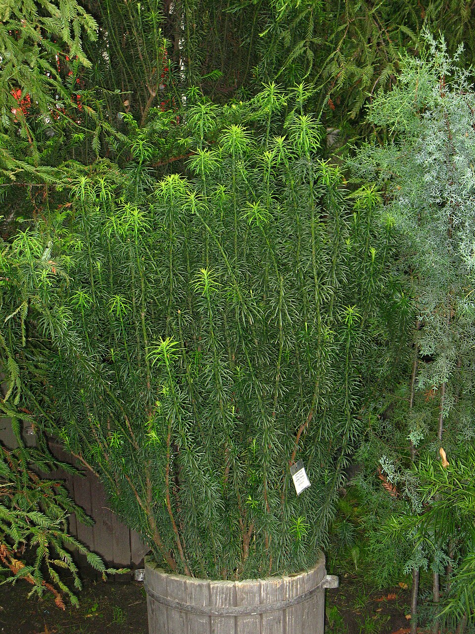 Fastigiata Japanese Plum Yew (Cephalotaxus harringtonia 'Fastigiata') — Evergreen Shrub for Upstate SC