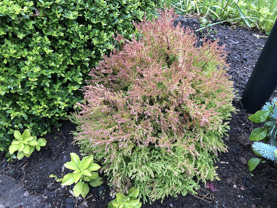 Fire Chief Arborvitae (Thuja occidentalis 'Congabe') — Evergreen Shrub for Upstate SC