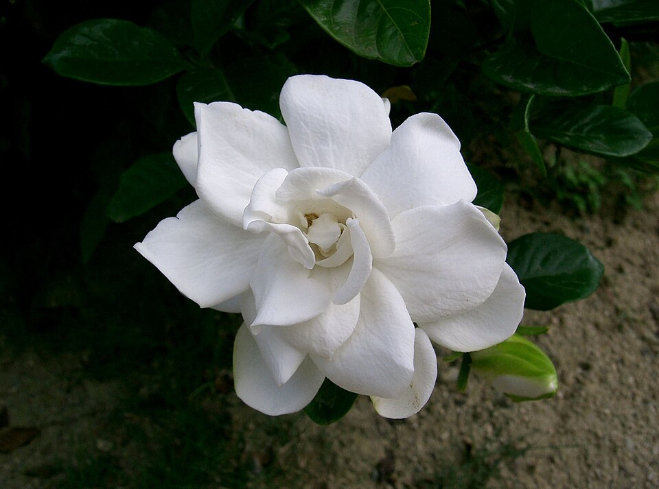 Frost Proof Gardenia (Gardenia jasminoides 'Frost Proof') — Flowering Shrub for Upstate SC
