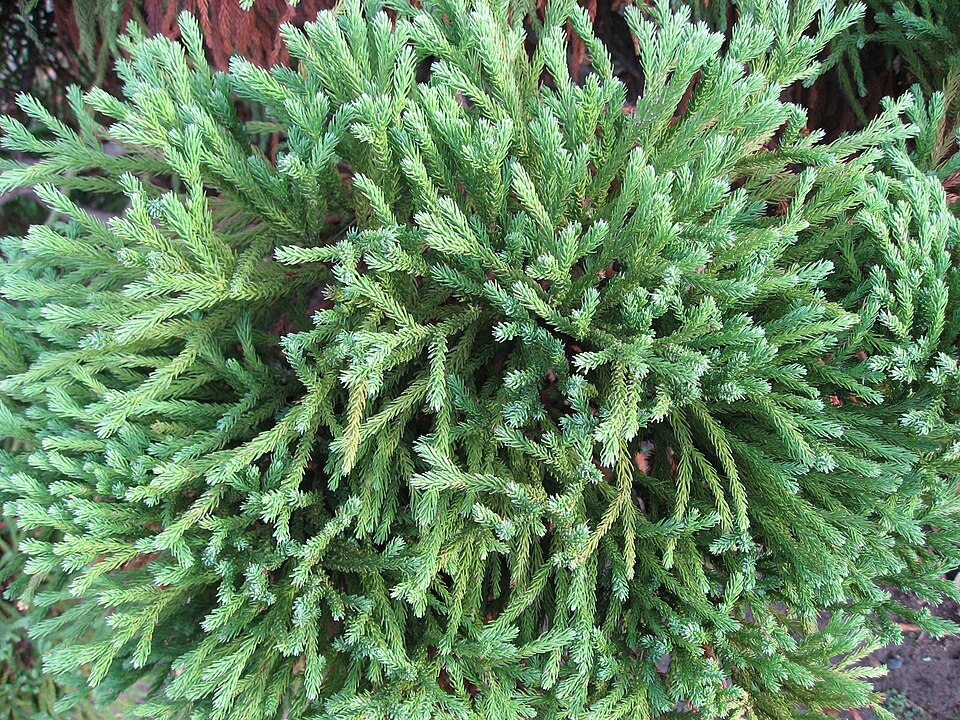 Globosa Nana Japanese Cedar (Cryptomeria japonica 'Globosa Nana') — Evergreen Shrub for Upstate SC