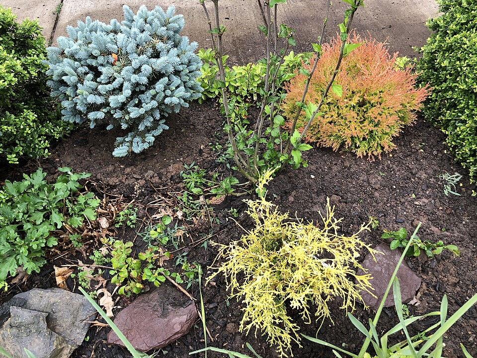 Golden Globe Arborvitae (Thuja occidentalis 'Golden Globe') — Evergreen Shrub for Upstate SC