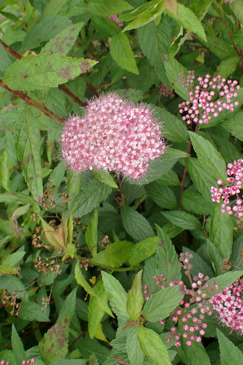 Goldflame Spirea (Spiraea japonica 'Goldflame') — Flowering Shrub for Upstate SC