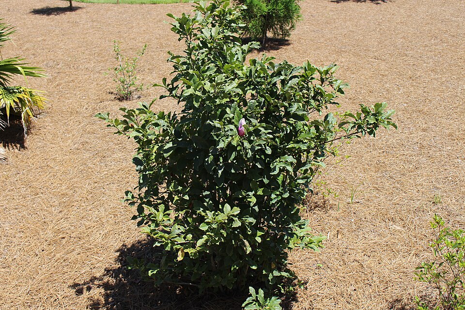 Jane Magnolia (Magnolia x 'Jane') — Ornamental/Flowering Tree for Upstate SC