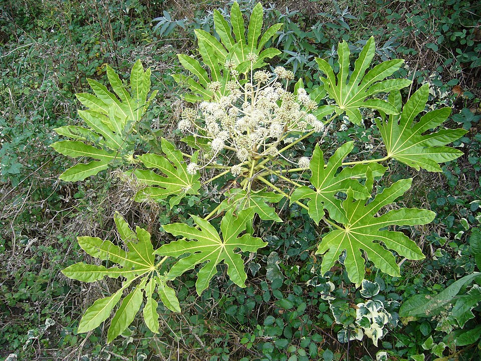 Japanese Aralia (Fatsia japonica) — Evergreen Shrub for Upstate SC
