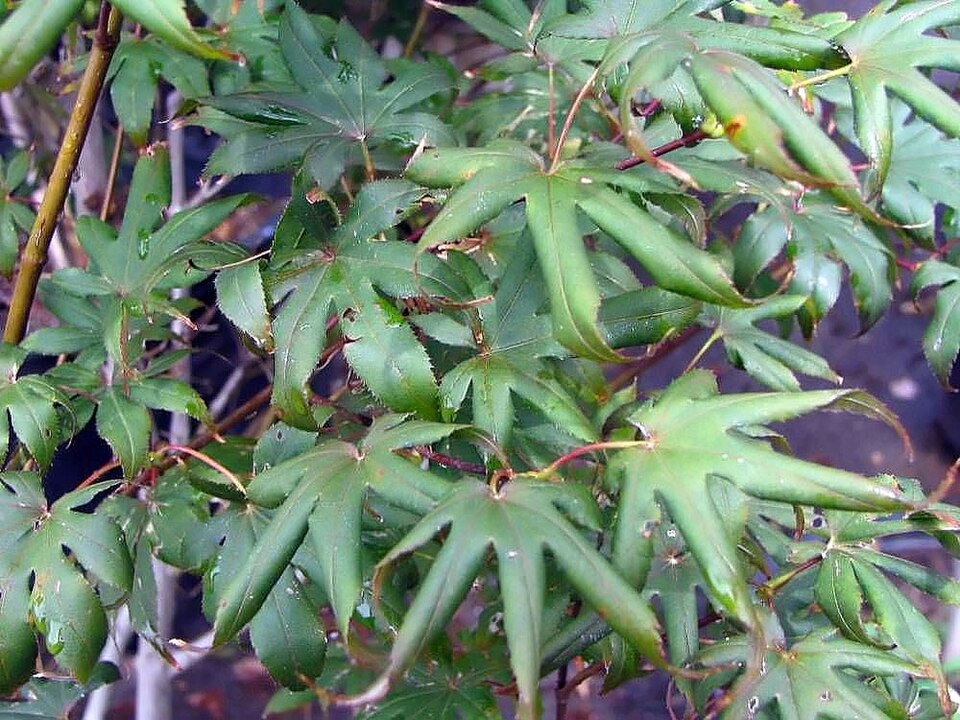 Japanese Maple (Bloodgood) (Acer palmatum 'Bloodgood') — Ornamental/Flowering Tree for Upstate SC