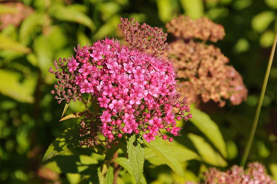 Japanese Spirea (Spiraea japonica) — Flowering Shrub for Upstate SC