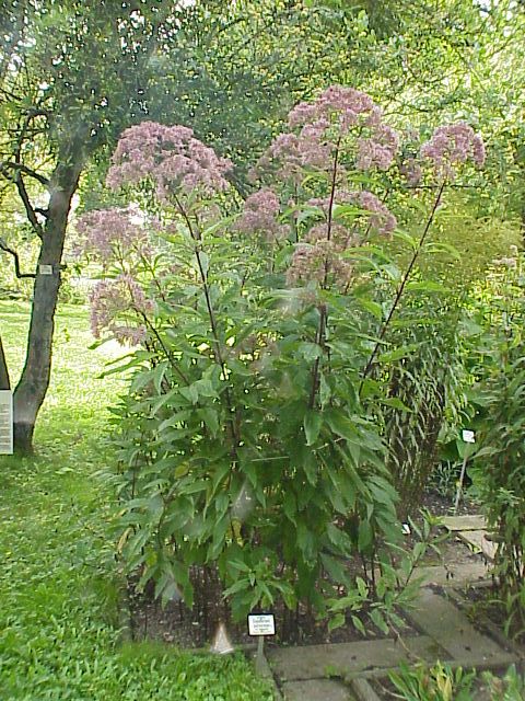 Joe Pye Weed (Eutrochium purpureum) — Perennial for Upstate SC