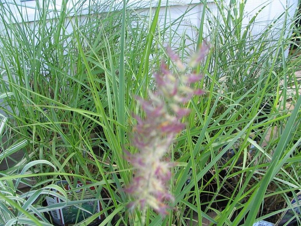 Karley Rose Fountain Grass (Pennisetum orientale 'Karley Rose') — Ornamental Grass for Upstate SC