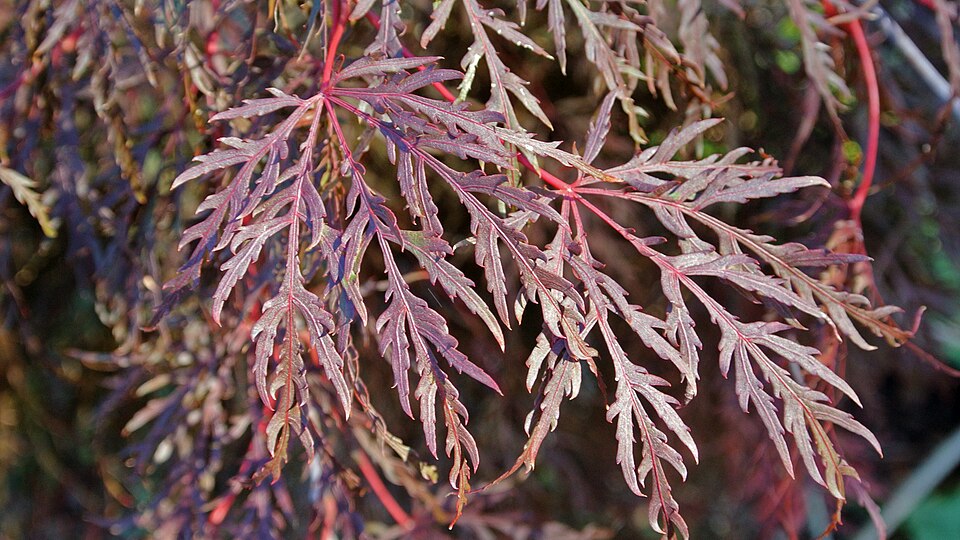 Laceleaf Japanese Maple (Acer palmatum var. dissectum) — Ornamental/Flowering Tree for Upstate SC