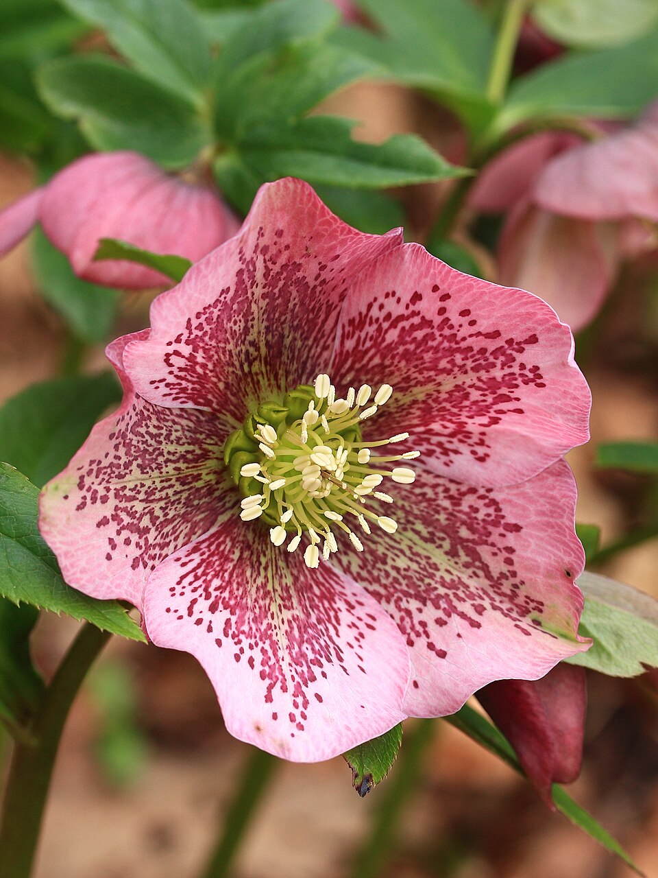 Lenten Rose (Helleborus orientalis) — Perennial for Upstate SC