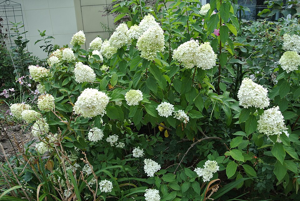 Limelight Hydrangea (Hydrangea paniculata 'Limelight') — Flowering Shrub for Upstate SC