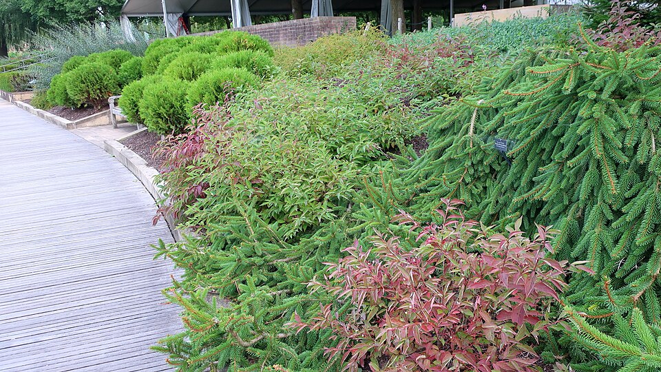 Little Giant Arborvitae (Thuja occidentalis 'Little Giant') — Evergreen Shrub for Upstate SC