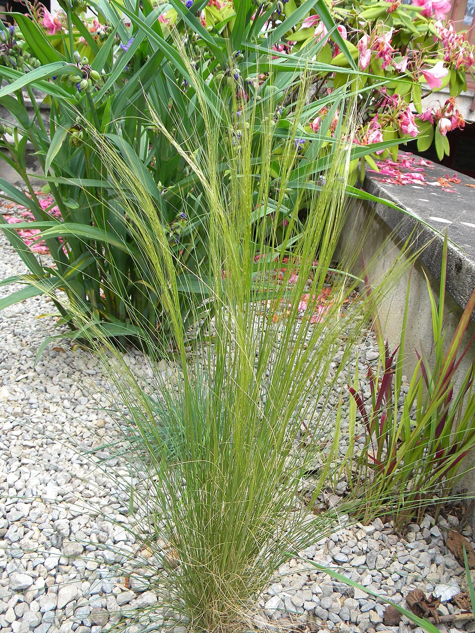 Mexican Feather Grass (Nassella tenuissima) — Ornamental Grass for Upstate SC