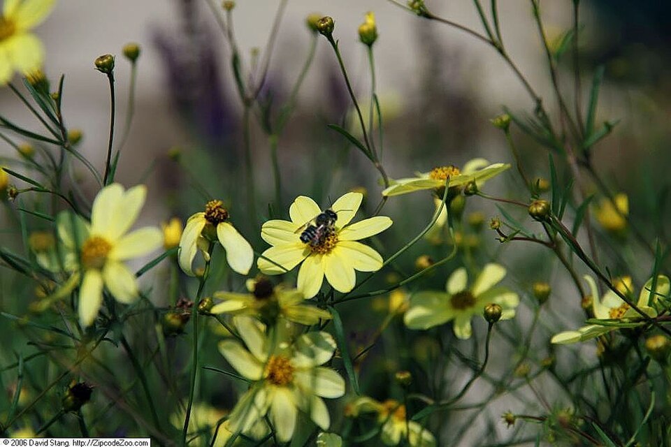Moonbeam Coreopsis (Coreopsis verticillata 'Moonbeam') — Perennial for Upstate SC