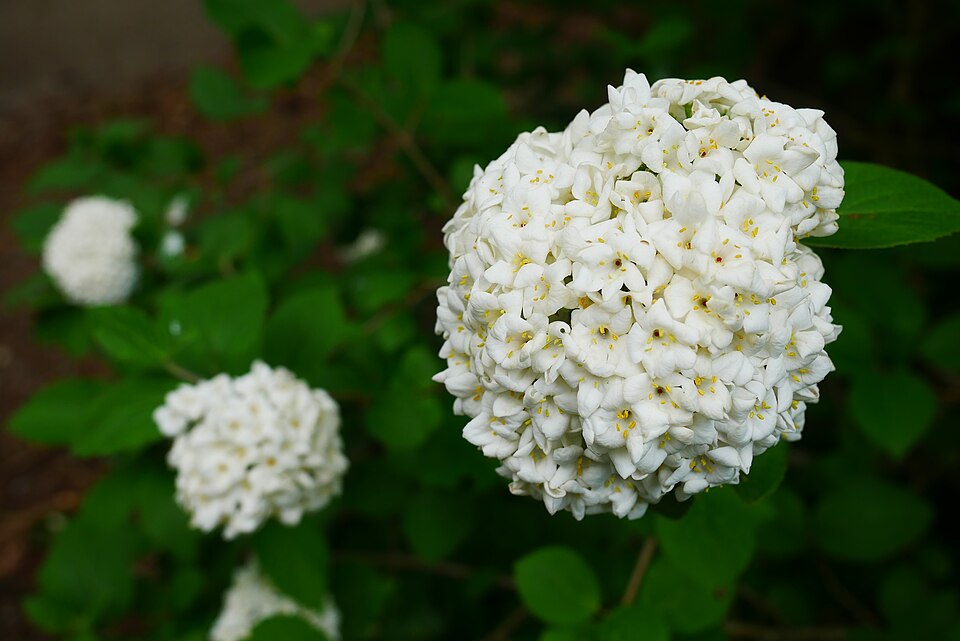 Moonlit Lace Viburnum (Viburnum x 'PIIVIB-II') — Flowering Shrub for Upstate SC
