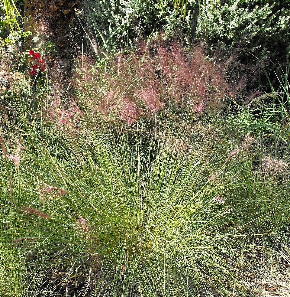 Muhly Grass (Muhlenbergia capillaris) — Ornamental Grass for Upstate SC