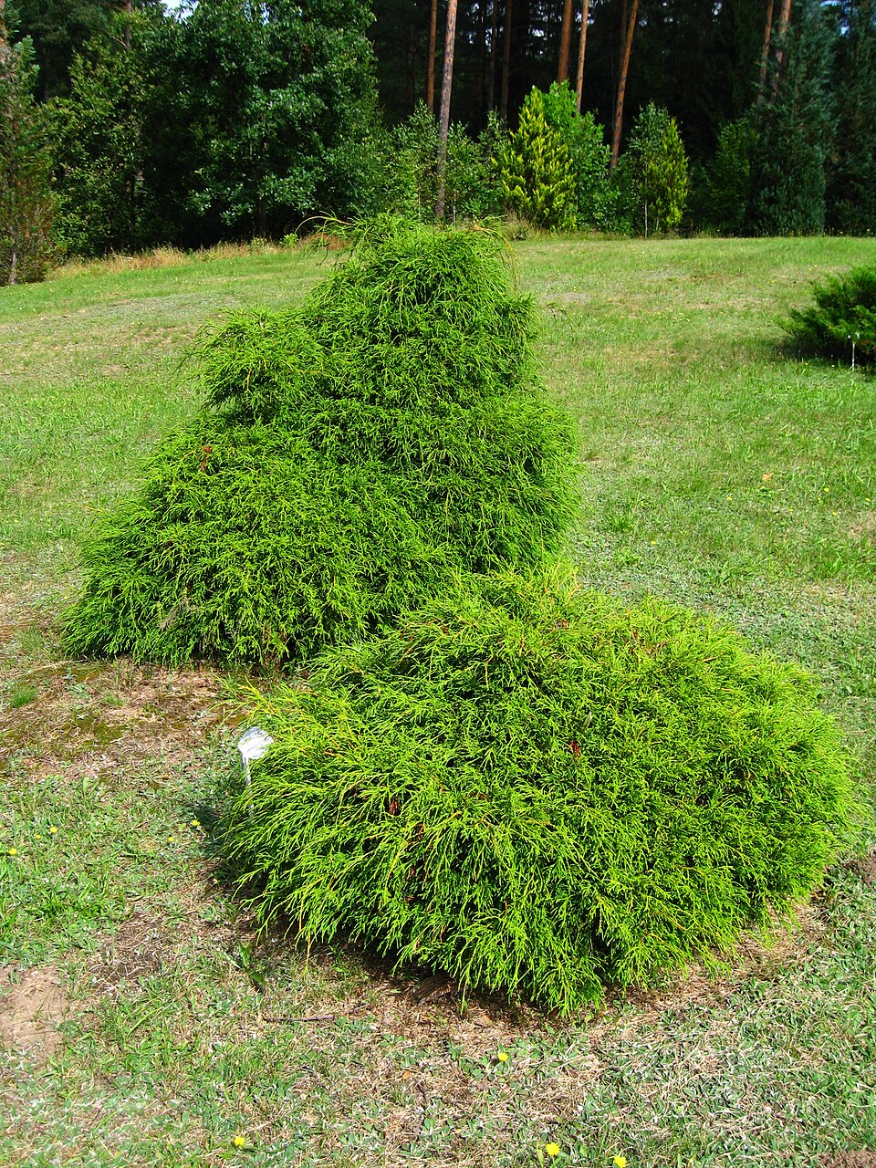 Nana Sawara Cypress (Chamaecyparis pisifera 'Nana') — Evergreen Shrub for Upstate SC