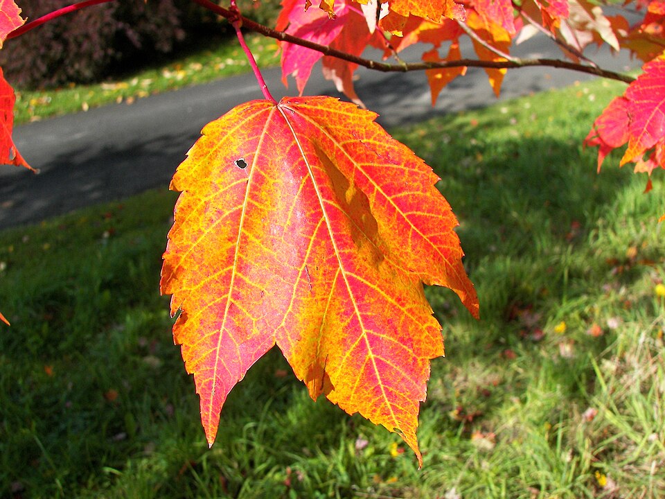 October Glory Maple (Acer rubrum 'October Glory') — Shade Tree for Upstate SC