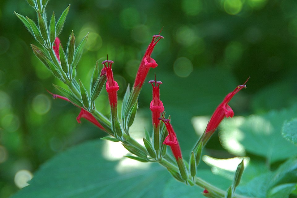 Pineapple Sage (Salvia elegans) — Perennial for Upstate SC
