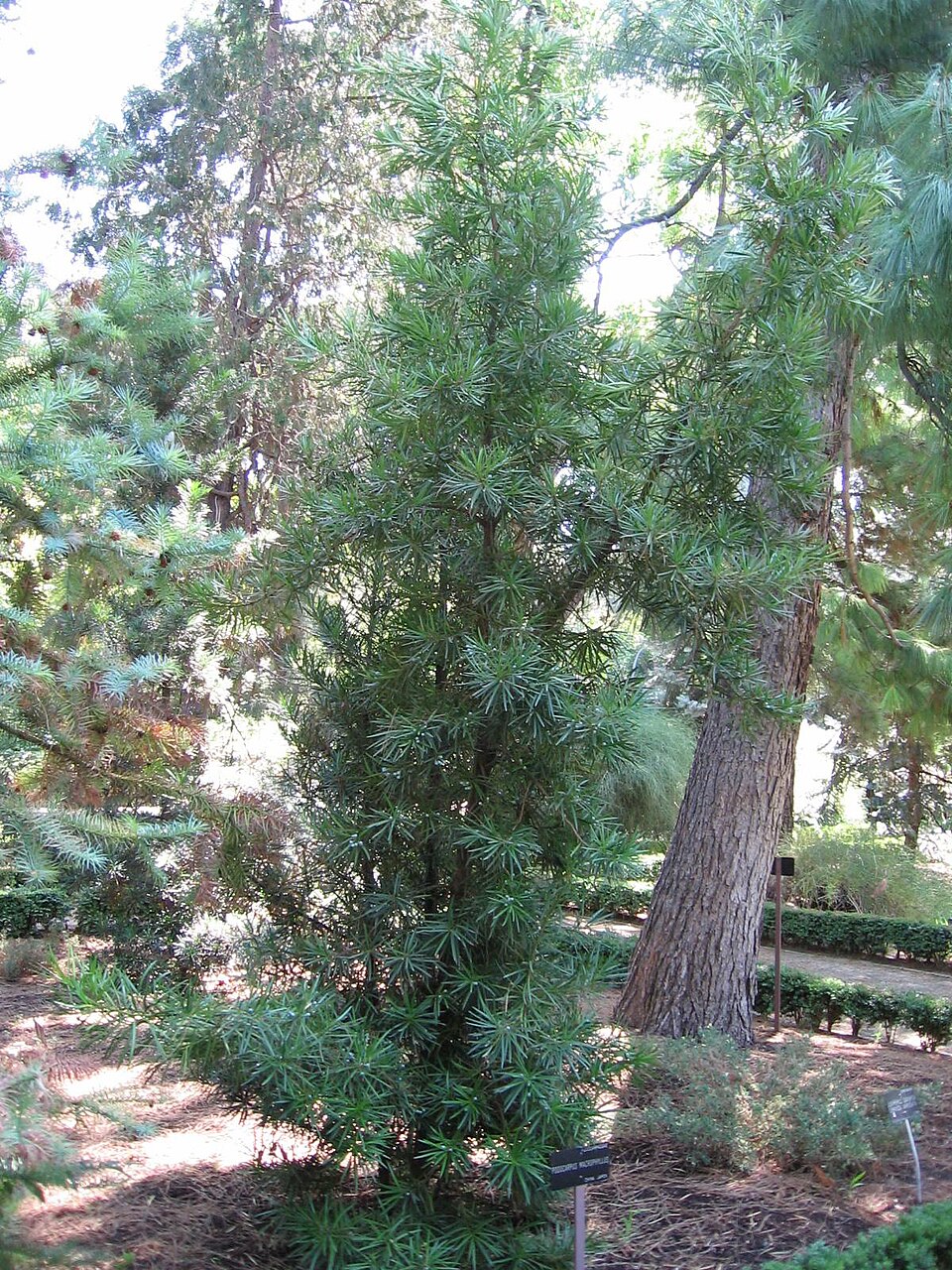 Podocarpus (Podocarpus macrophyllus) — Evergreen Shrub for Upstate SC