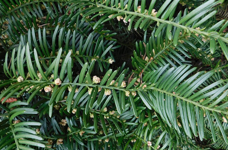 Prostrata Japanese Plum Yew (Cephalotaxus harringtonia 'Prostrata') — Evergreen Shrub for Upstate SC