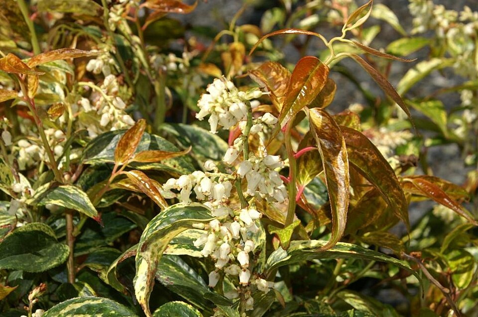 Rainbow Leucothoe (Leucothoe fontanesiana 'Rainbow') — Evergreen Shrub for Upstate SC