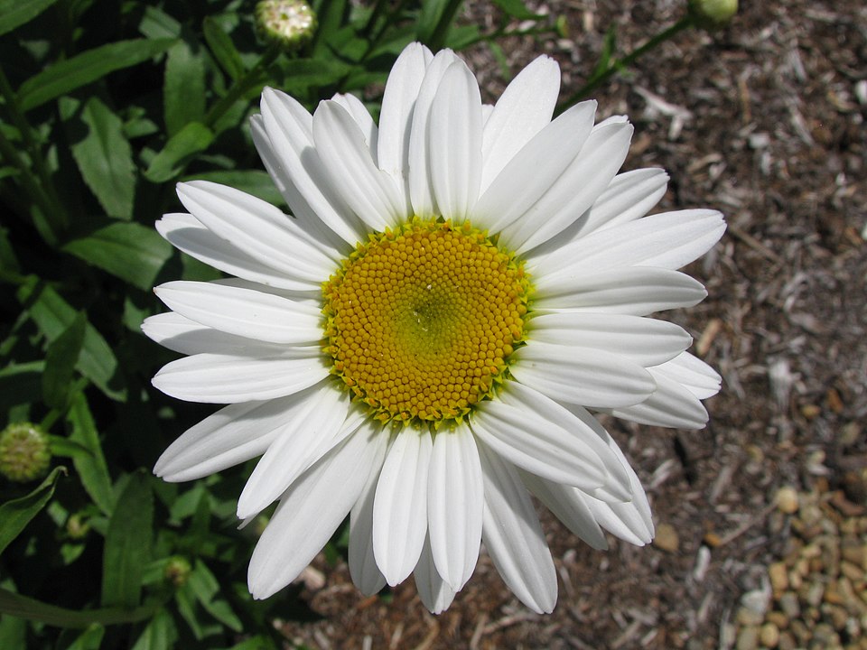 Shasta Daisy (Leucanthemum x superbum) — Perennial for Upstate SC