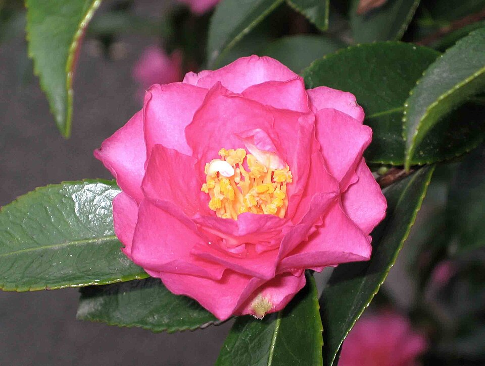Shishi Gashira Camellia (Camellia sasanqua 'Shishi Gashira') — Flowering Shrub for Upstate SC