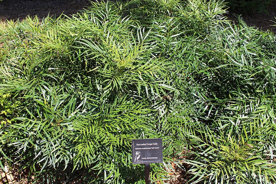 Soft Caress Mahonia (Mahonia eurybracteata 'Soft Caress') — Evergreen Shrub for Upstate SC