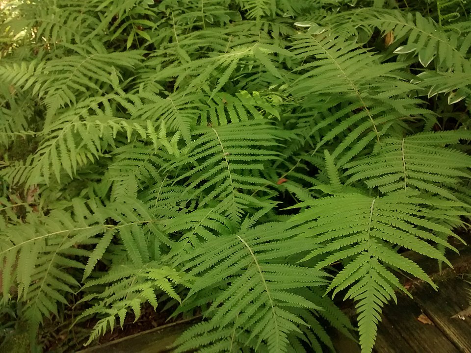 Southern Shield Fern (Thelypteris kunthii) — Perennial for Upstate SC