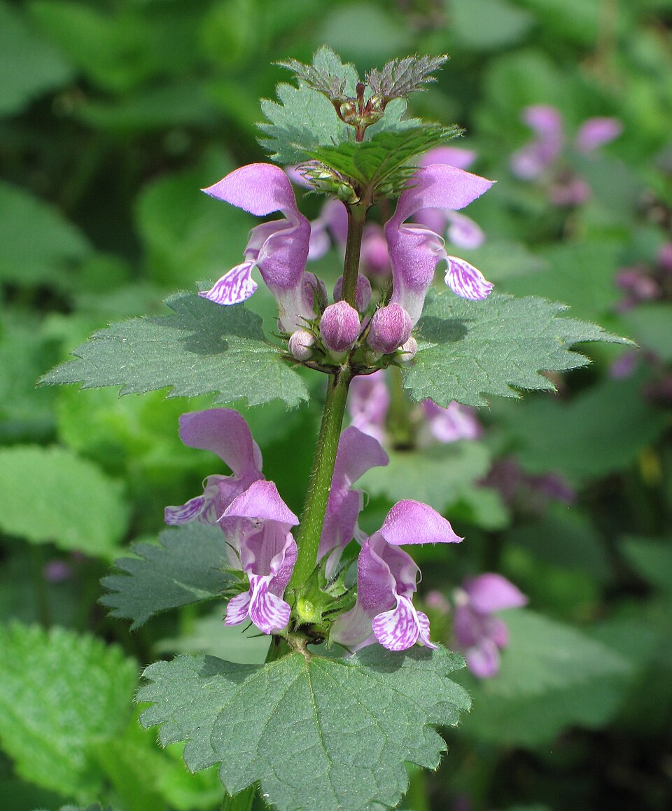Spotted Dead Nettle (Lamium maculatum) — Ground Cover for Upstate SC