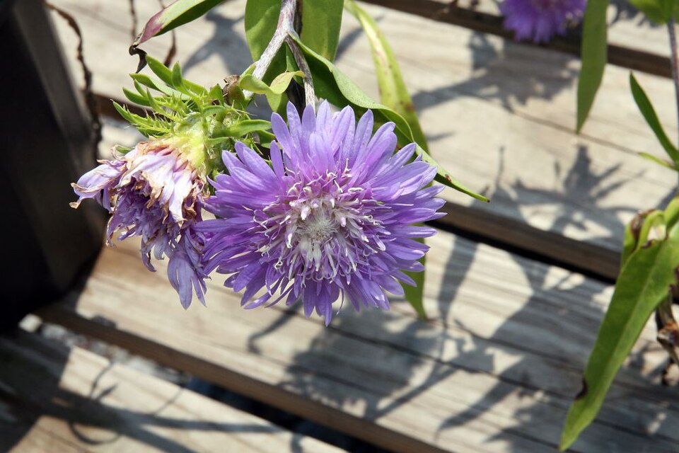 Stokes' Aster (Stokesia laevis) — Perennial for Upstate SC